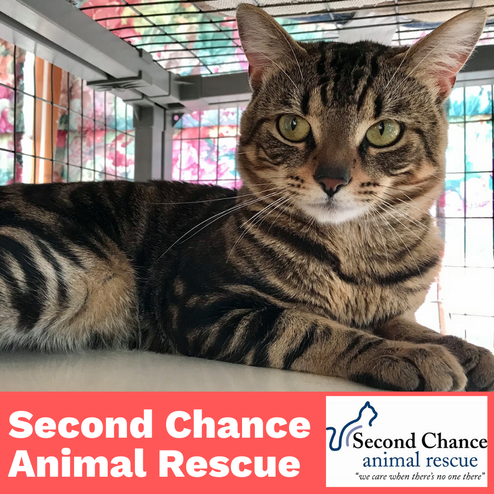 2nd chance animal rescue